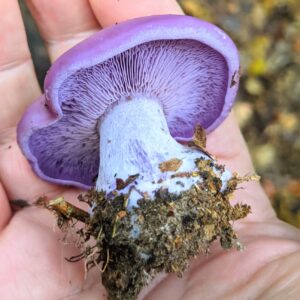 Private Foraging